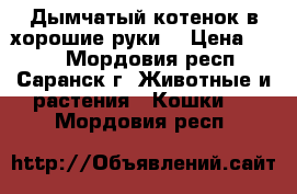 Дымчатый котенок в хорошие руки  › Цена ­ 100 - Мордовия респ., Саранск г. Животные и растения » Кошки   . Мордовия респ.